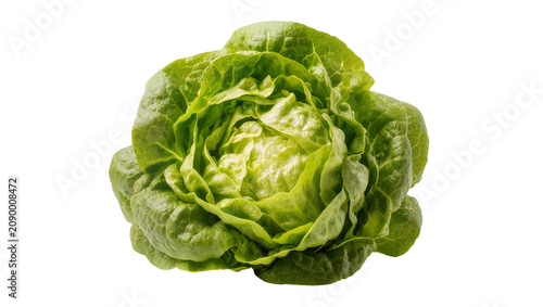 Konstfotografi Isolated fresh green butterhead lettuce a healthy organic leafy vegetable perfect for salads