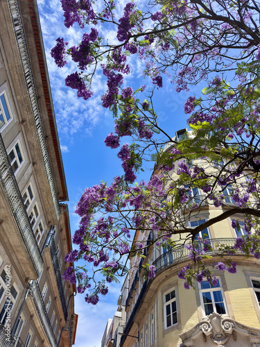 Blooming flowers jacaranda hang over buildings in a sunny urban street scene with clear blue sky, Portugal