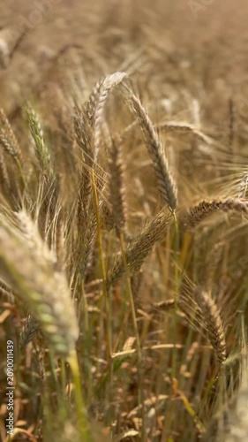 Vertical camera movement through ripe barley field in summer - Vertical tracking shot moving through ripe golden barley in summer. Close-up view of mature grain swaying in the wind, symbolizing harves