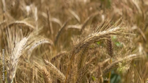 Smooth camera movement through ripe golden barley ears in summer. Close-up agricultural landscape showing mature grain, harvest season, sustainable farming and natural food production.