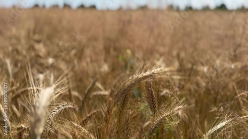 Golden ripe barley ears swaying gently in the wind beneath a bright blue summer sky with white clouds. Scenic agricultural landscape, harvest season, sustainable farming and rural nature.