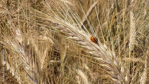 Seven-spot ladybug on ripe barley ear in summer field
