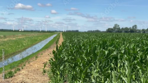 Cornfield with drainage canal and wind turbines in summer - Wide landscape video of a green cornfield beside a drainage canal with wind turbines under a blue sky. Agriculture, irrigation, renewable en