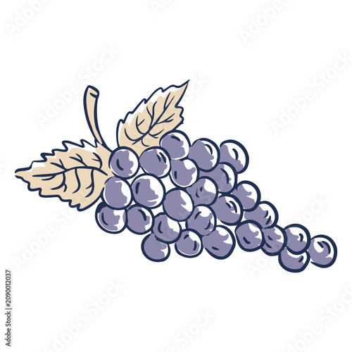 Photos Illustration of a bunch of grapes
