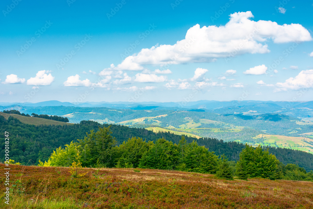 Obraz premium mountainous countryside scenery in the afternoon. view of cloudy sky above the valley. colorful meadows and trees on hill in dappled light. beautiful nature scenery of carpathians. remote outdoors