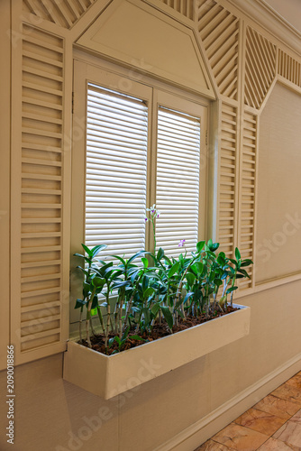 wooden-framed window adorned with potted flowering orchid plants.