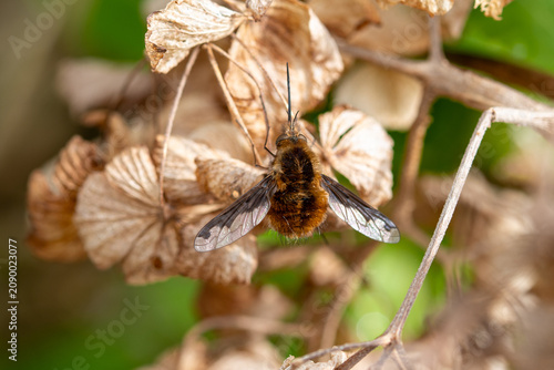 Photos Grand bombyle posé sur des branches sèches, vue du dessus, macrophotographie nat