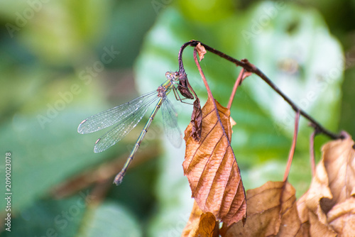 Foto Agrion posé sur une feuille marron sèche, macrophotographie nature