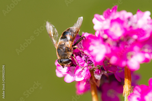 Tableau sur toile Éristale gluante posée sur une fleur rose éclatante dans un jardin, macrophotogr