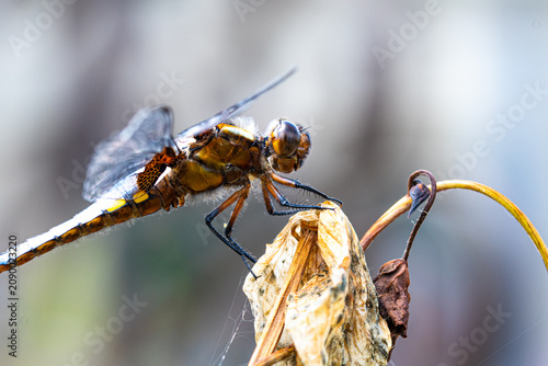 Fotografía Libellule déprimée posée sur une branche sèche, macrophotographie nature