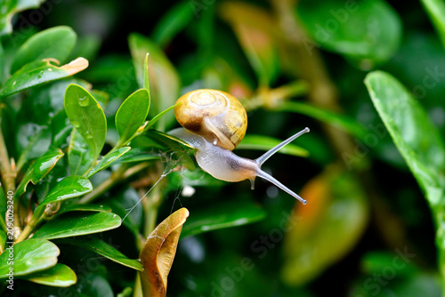 Tableau sur toile Petit escargot avec coquille jaune se déplaçant sur une feuille de buis, macroph