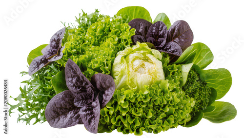 Tableau sur toile Isolated assortment of fresh organic green and red lettuce leaves, vibrant healthy salad ingredients