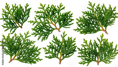 Obraz na płótnie Isolated fresh vibrant green evergreen branches and thuja sprigs for natural des