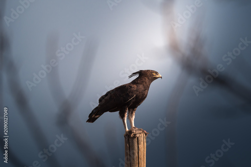 Canvas Print Long Crested Eagle perched on a wooden pole eating a rodent
