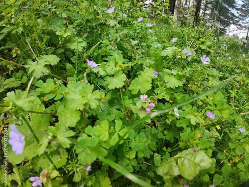 A wonderful photo taken in the untouched nature of the Black Sea region.
