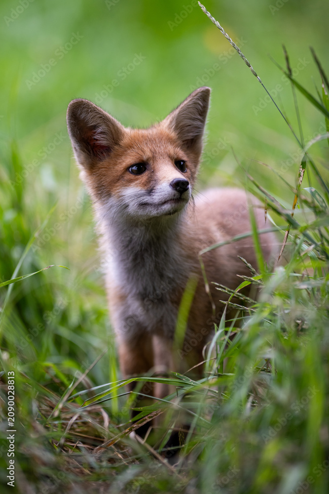 Fototapeta premium Young Red Fox. A curious fox cub sets off to explore the surrounding area, following a well-worn path through the grass. 