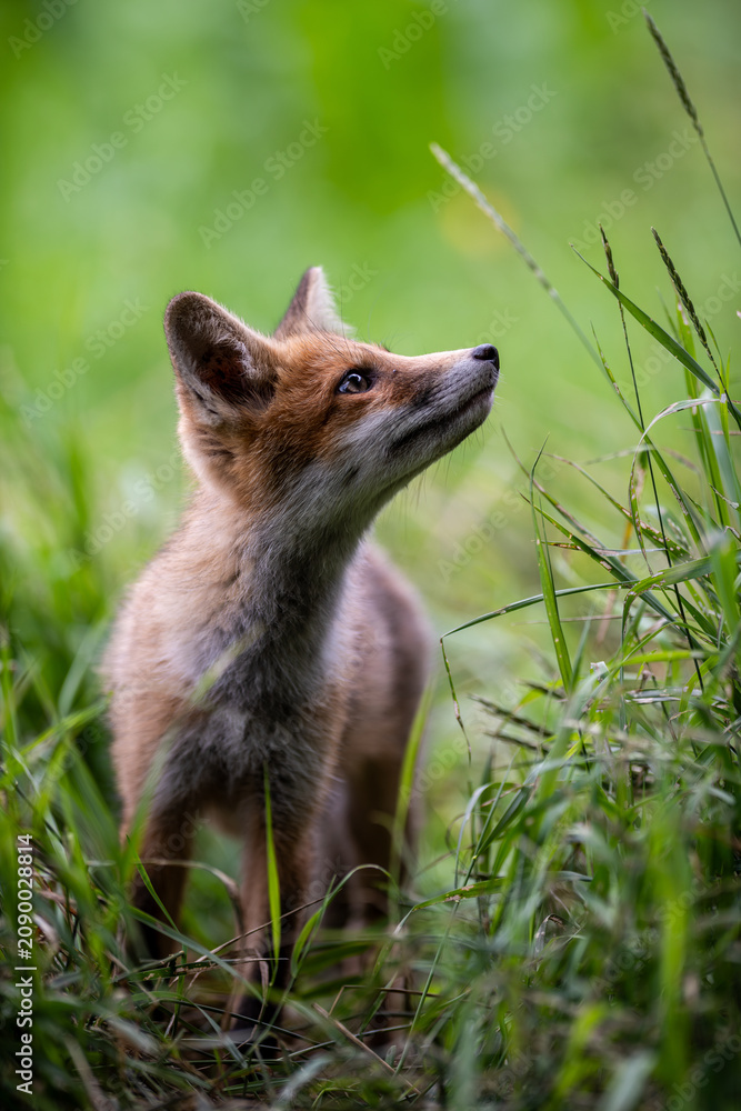 Fototapeta premium Young Red Fox. A curious fox cub sets off to explore the surrounding area, following a well-worn path through the grass.