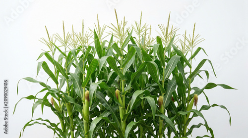 Fresh green corn stalks growing in a field representing sustainable organic agriculture.