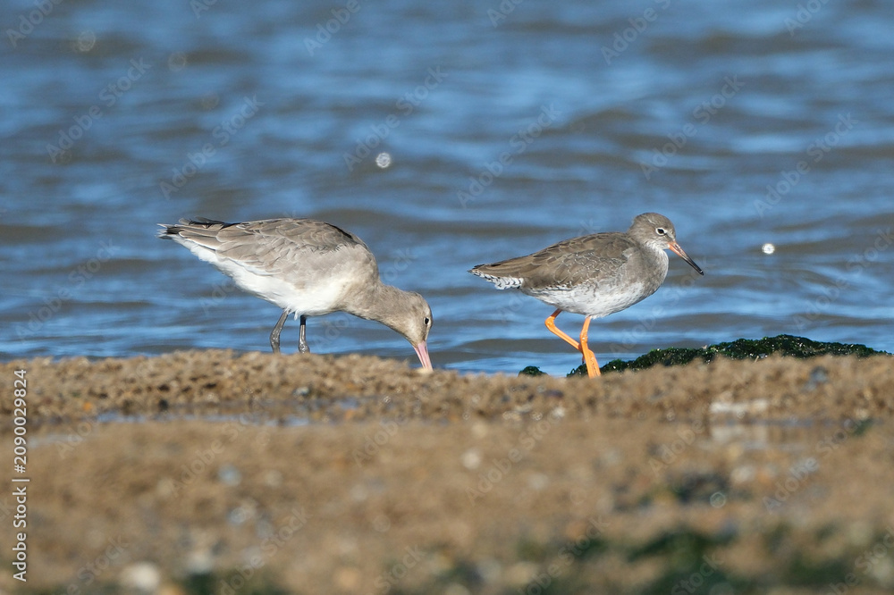 Fototapeta premium Two Common Redshank birds (Tringa totanus) foraging for food on a muddy beach at the coastline