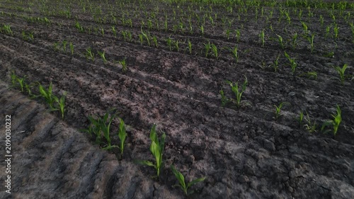 Aerial view of a young cornfield with rows of green sprouts growing in dark soil and tire tracks from a tractor