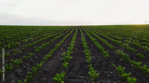 Green agricultural field with young sugar beet crops growing in neat rows at sunset, showcasing modern farming