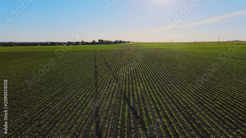 Drone flying over green soybean seedlings in an agricultural field on a sunny day with a beautiful blue sky and sunlight