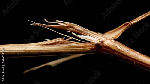 A dry branch breaks under pressure, capturing a split second in time. The details are clear against a dark background.