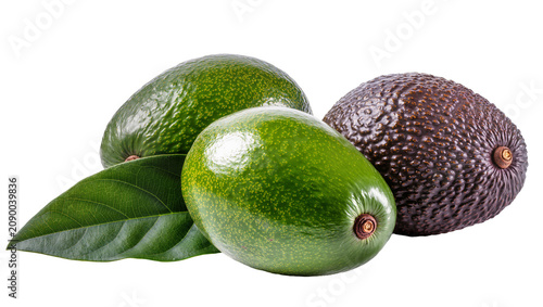 Obraz na plátně Isolated fresh whole ripe and unripe avocados with green leaves, delicious healt