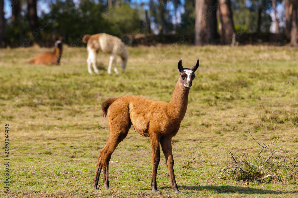 Fototapeta premium Young brown llama standing in sunny Andean grassland