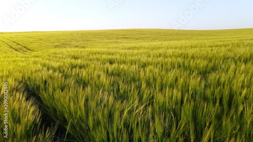Green wheat field waving in the wind during a scenic sunset with a clear sky, aerial view flying over the agricultural crop
