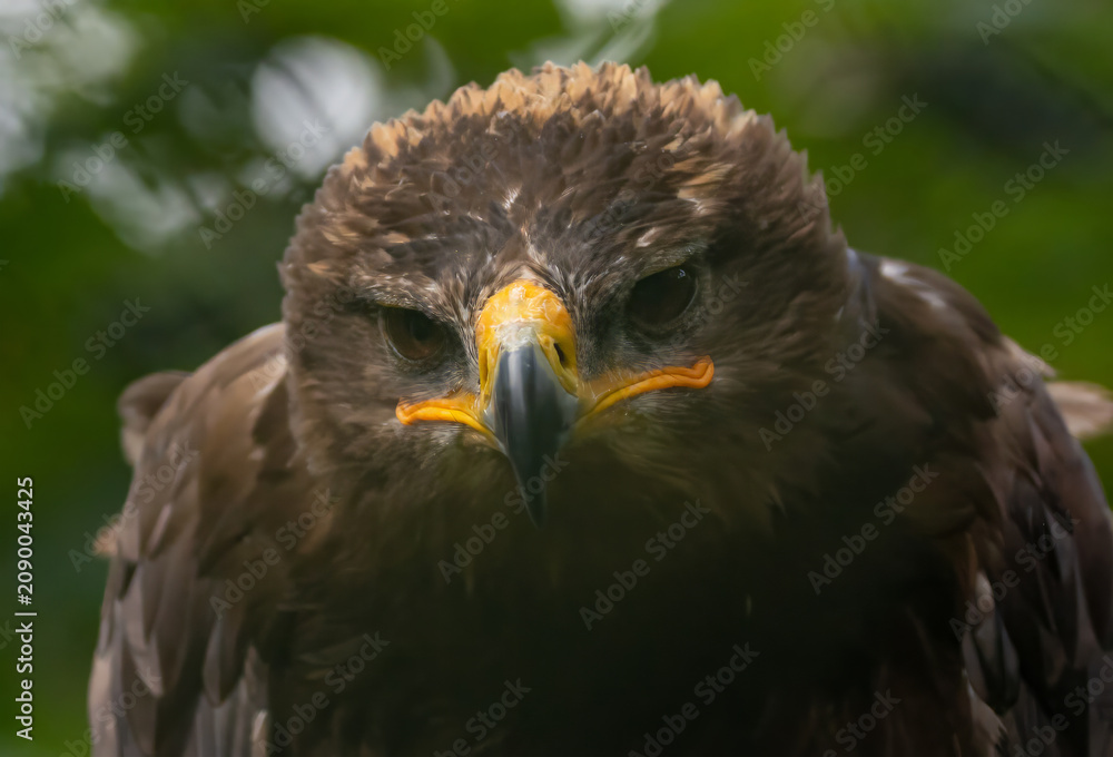 Obraz premium Steinadler