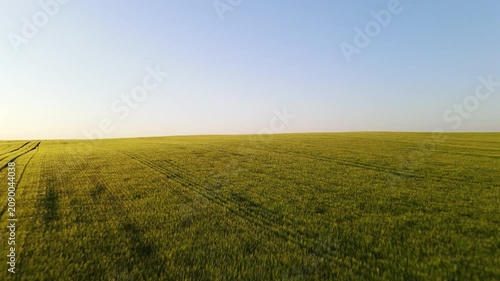 Aerial view of a large green field of young wheat at sunset. Drone flying forward over the agricultural landscape with clear blue sky