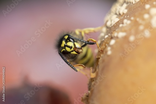 Common wasp (Vespula vulgaris) adult insect feeding on fallen fruit in a garden in summer, England, United Kingdom