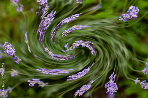 Abstract spiral swirl created from blooming lavender flowers and green foliage. Digital abstract floral background. Nature inspired abstract design concept. Design for poster, banner, greeting card