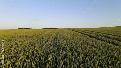 Drone flying over green wheat field revealing endless agricultural landscape and clear blue sky during a sunny summer day