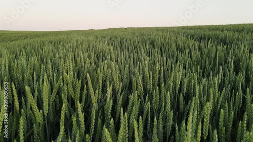 Green wheat field waving in the wind with a vast agricultural landscape and a clear sky in the background at sunset