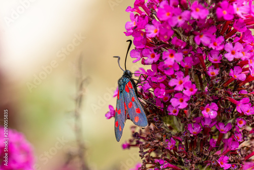 Foto Sechsfleck-Widderchen (Zygaena filipendulae) auf der Blüte eines Schmetterlingsf