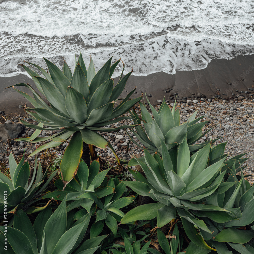 Obraz premium cactus on the ocean coast