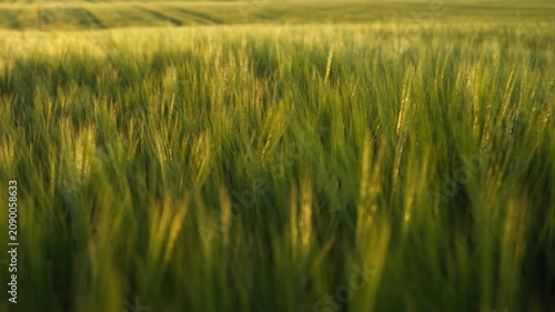 Green wheat field swaying in the wind during a golden sunset creating a peaceful and serene agricultural landscape background