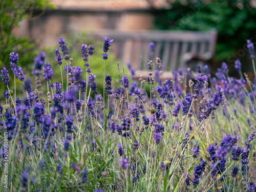 Photos Blooming Lavender Field with Wooden Bench at Ypres Rose Walk Durham July 2026