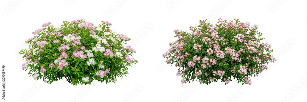 Obraz premium Flowering bushes with pink and white blossoms isolated on transparent background