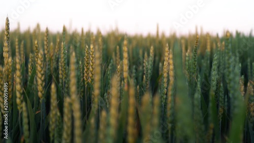 Golden wheat ears swaying gently in a green agricultural field at beautiful sunset. Fresh cereal plantation in a summer meadow