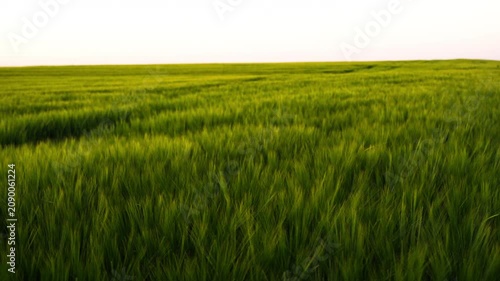 Lush green wheat field swaying in the wind under a clear sky. Agriculture and natural landscape background
