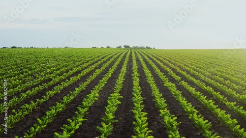 Green agricultural field with young beet crops growing in straight rows on a farm at sunset