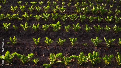 Young sugar beet seedlings growing in rows in an agricultural field at sunset with sunlight illuminating the green leaves