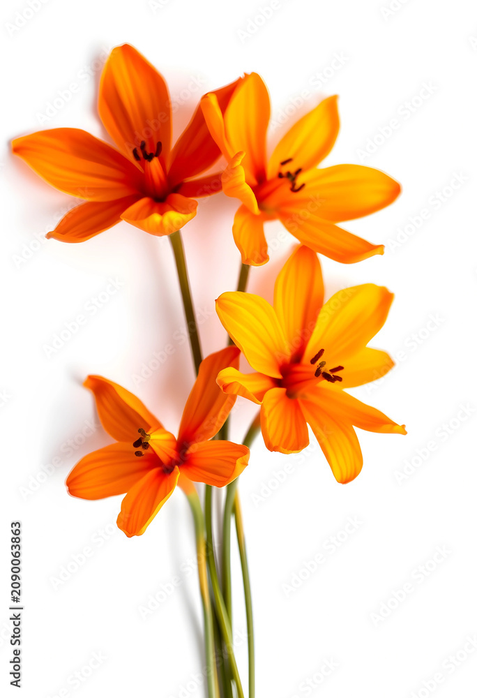 Obraz premium Close-up of vibrant orange saffron flowers on white background