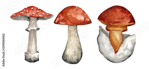 Bild auf Leinwand mushroom  set watercolor isolated on white background