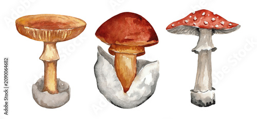 Obraz na plátně mushroom  watercolor set on a white background