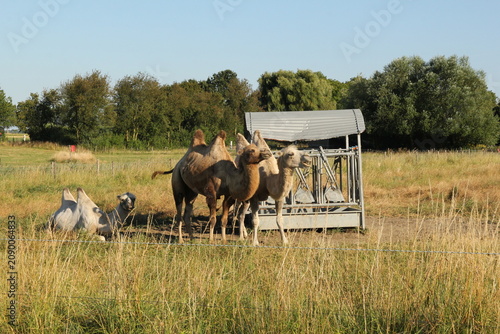 two camels are standing in a meadow of an animal farm closeup