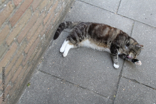 a beautiful grey cat is lying and washing his paw at a path in the garden in summer closeup